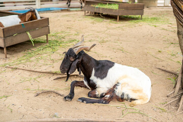 Goats with black and white hairs inside the fence in the zoo were resting comfortably