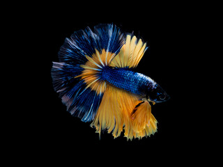 Obraz premium Action and movement of Thai fighting fish on a black background
