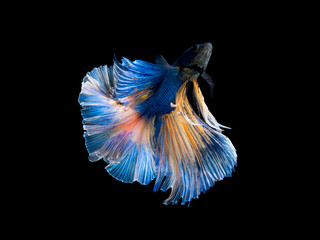 Action and movement of Thai fighting fish on a black background