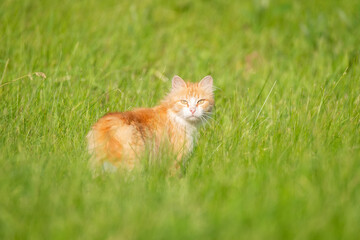 Naklejka na ściany i meble Red cat on the grass