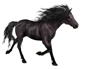 Obraz na płótnie Canvas Black Horse Trotting White Background