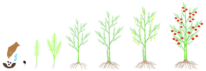 Cycle of growth of a asparagus plant on a white background.