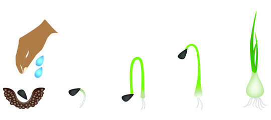 Sequence of a onion plant growing isolated on white.