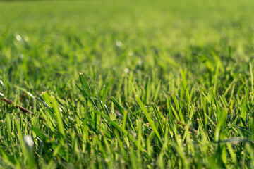 Close-up photo of vibrant grass lawn against sunlight in the field.