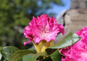 A closeup view of the vibrant pink flower on a Rhododendron plant.