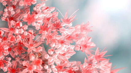 Fototapeta premium beautiful pink flowers on blurred natural background, summer concept 