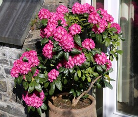 A closeup view of the vibrant pink flowers on a Rhododendron plant in a pot.