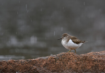 Common sandpiper (Actitis hypoleucos) in the rain.