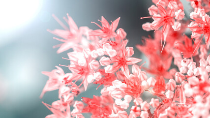 beautiful pink flowers on blurred natural background, summer concept 