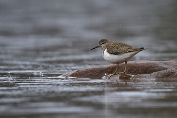 Common sandpiper (Actitis hypoleucos) in the rain.