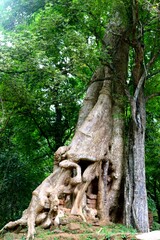 old tree trunk