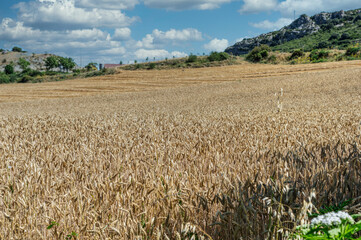 A LARGE FIELD PLANTED WHEAT