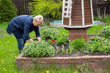 female middle-aged gardener planting flowers on decorative flower bed with windmill amidst green...