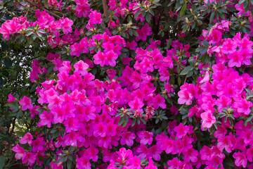 Fototapeta premium Azalea in full flower on suburban garden George South Africa