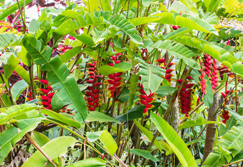multiple red ginger plants with green leaves