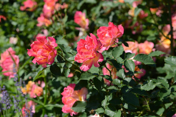 Rose variety Sekel flowering in a garden.