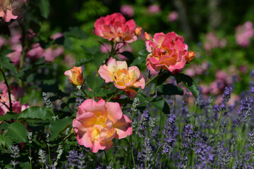 Rose variety Sekel flowering in a garden.
