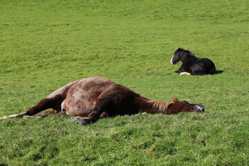 Two resting horses in a green field on a farm in Wales.