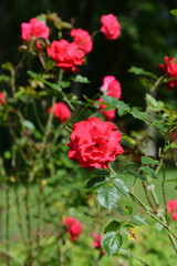 Obraz na płótnie Canvas Pink Rose variety Shalom flowering in a garden.