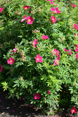 Pink Rose variety Rote Hannover flowering in a garden.