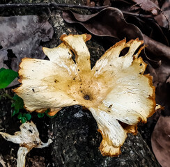 White mushrooms have been cultivated. This is a picture of a farmland.