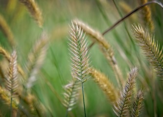 Ears of Wheat