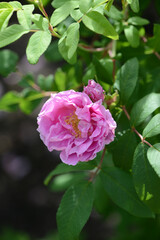 Pink Rose variety Therse Bugnet flowering in a garden.