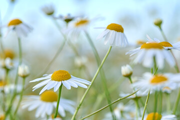 Close-up photo of a wild chamomile flower in a meadow on a sunny day. Pure white petals and blurred green background.