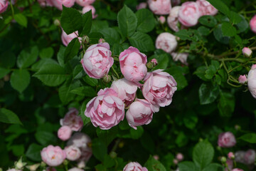 Pink Rose variety Raubritter flowering in a garden.