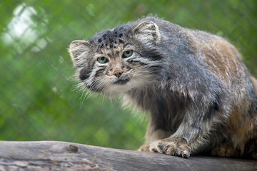 Naklejka na ściany i meble Pallas's cat (Otocolobus manul). Manul is living in the grasslands and montane steppes of Central Asia. Portrait of cute furry adult manul on the branches of a tree