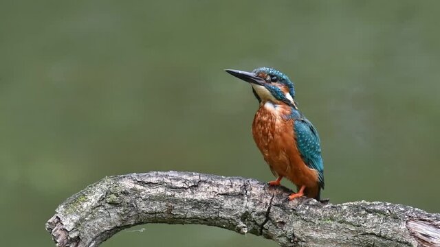 Common kingfisher (Alcedo atthis) male landing on branch over pond, shaking off water and flying away