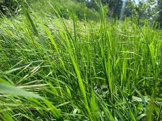 Wiosenna trawa. © WalDec