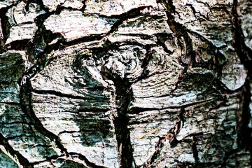 close up view of dry tree bark structure under the sun lights. Wrinkles