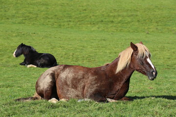 Obraz premium Two resting horses in a green field on a farm in Wales.