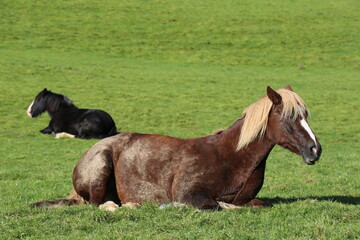 Two resting horses in a green field on a farm in Wales.