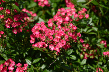 Pink Rose variety Paganini flowering in a garden.