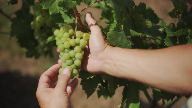 Hands inspecting bunch of white grapes on vine and picking one- closeup exterior day