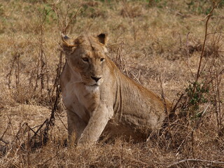 Lion - Ngorongoro crater, Tanzania