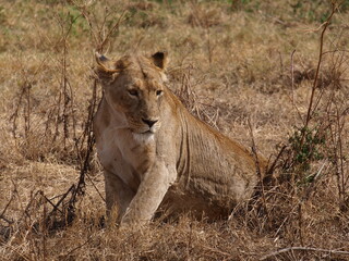 Lion - Ngorongoro crater, Tanzania