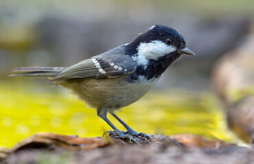 Adult Coal Tit (periparus ater) posing near a green water pond in the forest habitat