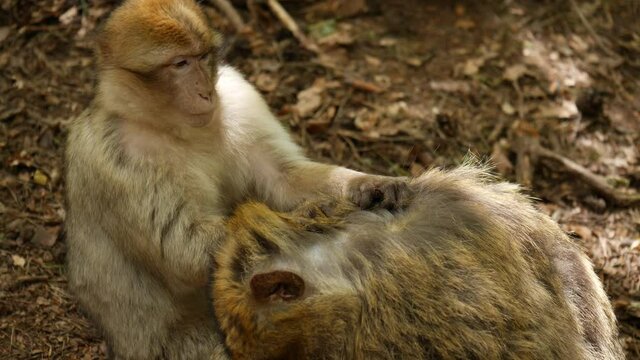 4k video of wild monkey - family  50 fps