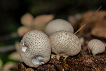 mushrooms on the tree