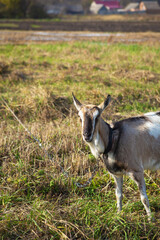 A beautiful domestic goat is tied to a pasture against a background of green grass in a field.