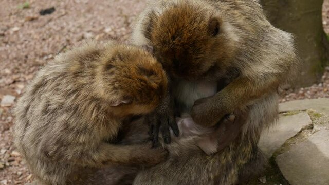 4k video of wild monkey - family  50 fps