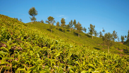 Fototapeta na wymiar Green tea plantation in Munnar city, India.