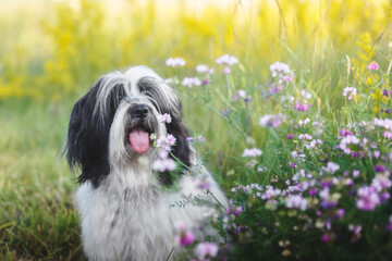 Beautiful Tibetan terrier dog  sitting outside among wildflowers selective focus. He is sticking his tongue out. Selective focus, blank space
