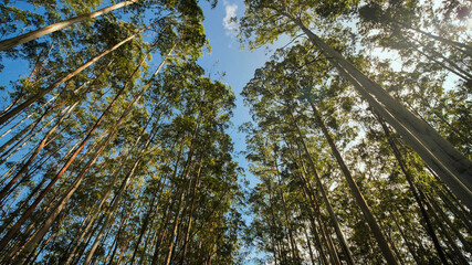 Eucalyptus forest near the city of Munar. India. Video on the move.