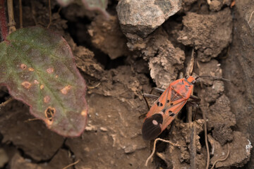 Seed bug in its habitat