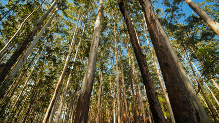 Fototapeta premium Eucalyptus forest near the city of Munar. India. Video on the move.