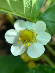 Obraz premium Strawberry Flower